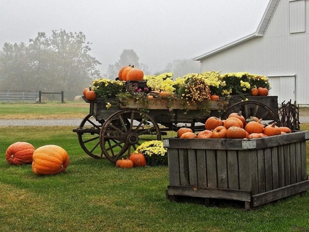 Pumpkin season - pic, colour, pumpkins, photo, flowers, color, house, trees, image, photography, wagon, orange, pumpkin, flower, photograph, coach, big, nature, picture, thick, wall, wallpaper