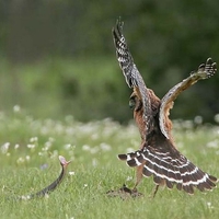 Eagle versus Snake