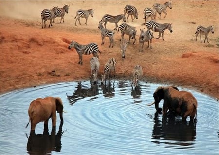 Elephants and Zebras - zebras, cool, picture, elephants