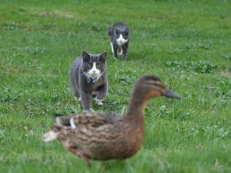 Cats and Duck - cats, cool, duck, picture