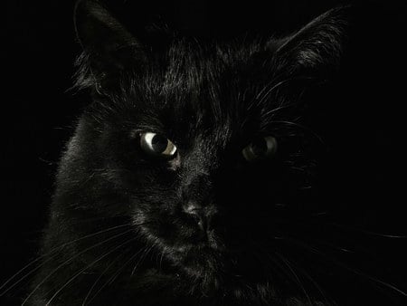 black cat - black, face, black cat, cat