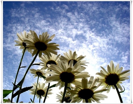 daisies - flowers, sky