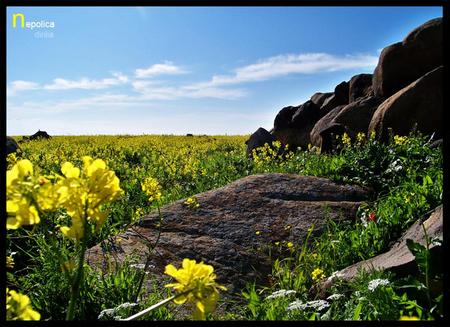 welcome spring - season, flowers, spring