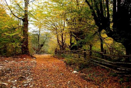 autumn - leaves, nature, season, autumn