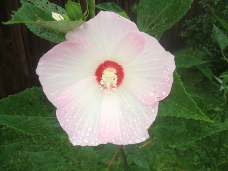 side yard flower - flower, pink, dew