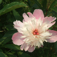 peony