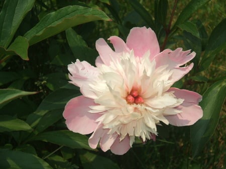 peony - live, pink, original