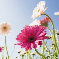 Blue Sky and Flowers