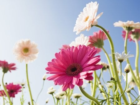 Blue Sky and Flowers - flowers, blue sky