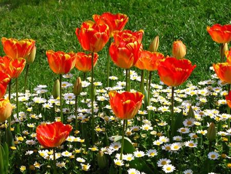 tulips,daisies - flowers, nature