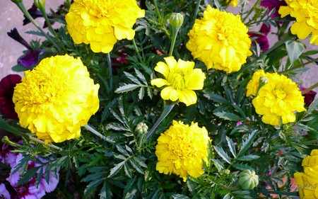 Spring Marigolds - yellow, marigolds, summer, widescreen, washington, spring, flower