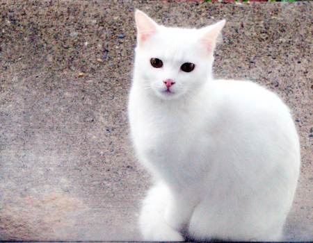 snowwhite - cat, animal