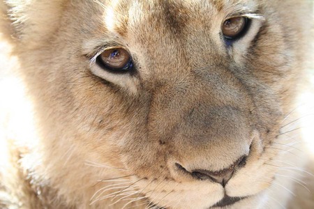 Sweet Gaze - felines, cub, lion, animals, cats, big cats, gaze, sweet