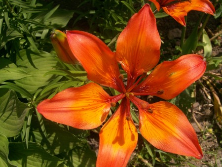 Orange flower - flowers, nice