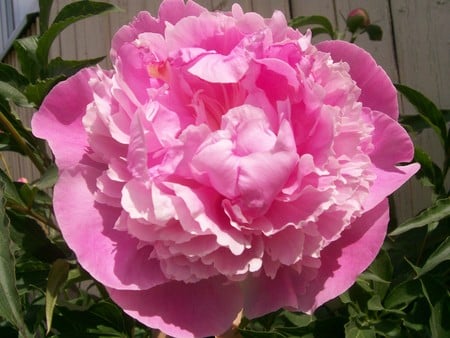 Peony - peony, flower