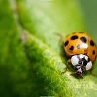 Spring Lady Bug