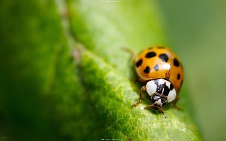 Spring Lady Bug - nature, insect, leaf, lady bug, spring