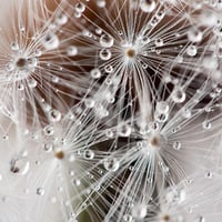 Dandelion Dew Drops