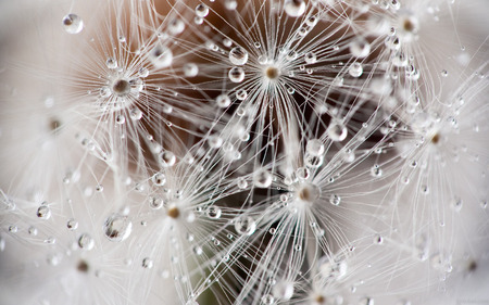 Dandelion Dew Drops - dew, photo, water droplets, dandelion