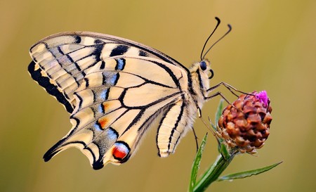 Butterfly on Thistle - butterfly, thistle, animals