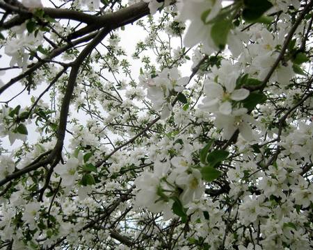 Apple Tree Blossoms - flowers, white, tree, apple blosoms