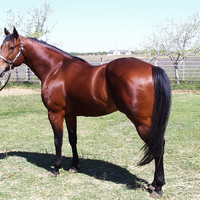 Blood Bay Quarter Horse