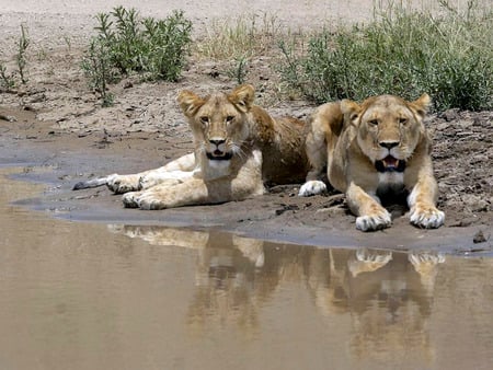 hot summer day - lions, water, wild  life, cats