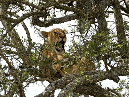 nap time - lion, wild life, cat, cool