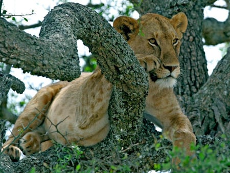 i'll be watching you - lion, wild life, cat, cool