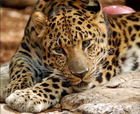 leopard - leopard, wild life, cat