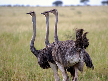  ostrich  - ostrich, birds, wild life