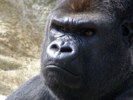 i'm not amused - ape, gorilla, monkey