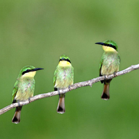 three ecotic birds