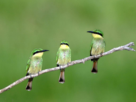 three ecotic birds - birds, nature, green