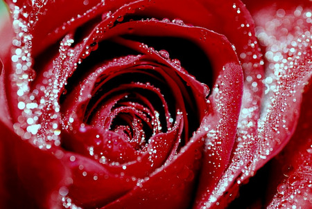 red rose - rose, art, red