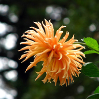 orange dahlia