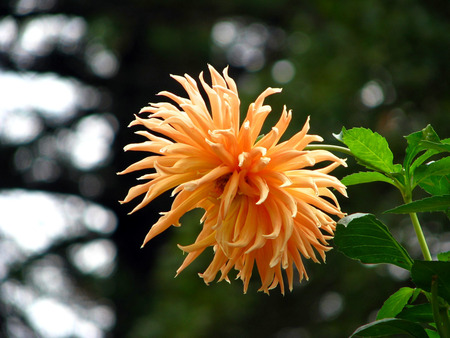 orange dahlia - orange, dahlia, flower