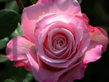 pink rose  - summer, garden, pink flower, rose, bouqet