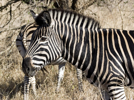 zebra - zebra, wild life