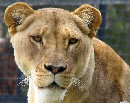 miss lioness - lion, cool, wild life, cat