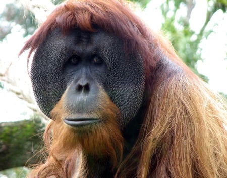 orangotang - orangotang, ape, monkey