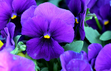 blue pansys - pansy, flower, blue