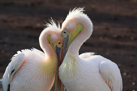 pelican love - pelican, love, wild life, birds