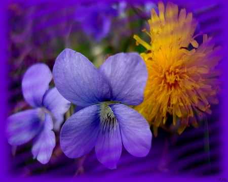 Viola and Dandylion - nature, summer, flowers, photograph, spring, photo shopped