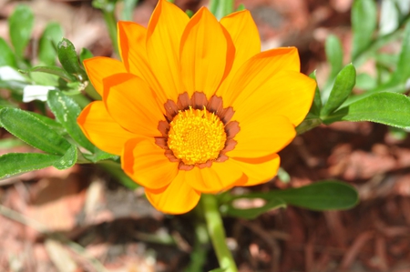 Yellow Gazania - picture, yellow, gazania, beaiutiful, flower