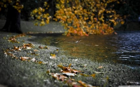 Autumn River Bank - leaves, river bank, autumn, ground