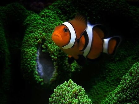 Clown Fish - beautiful, fish, clown, picture