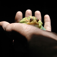 Frog in Hand