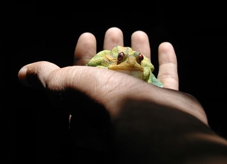 Frog in Hand