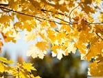 Maple Branch In the Fall